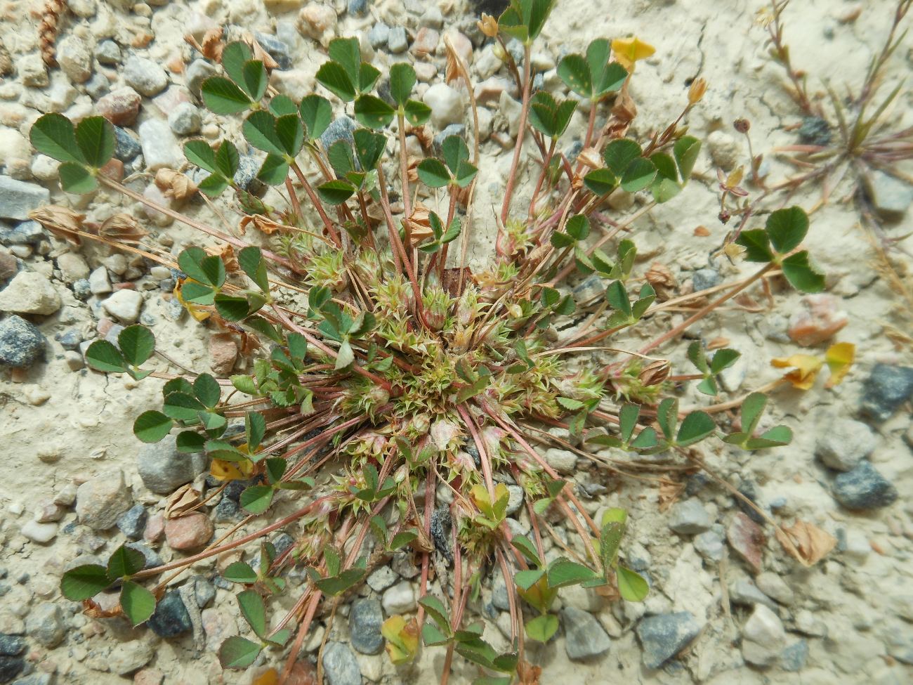 Trifolium suffocatum L. / Trifoglio soffocato